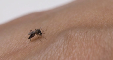 Conoce aquí todo sobre el dengue, una enfermedad que pude ser mortal