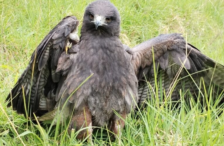 Águila herida es atendida por equipo de rescate de fauna silvestre de Cortolima