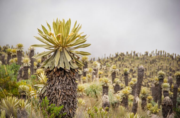 Día Mundial del Medio Ambiente: Cortolima trabaja por la recuperación de suelos y la protección de la biodiversidad