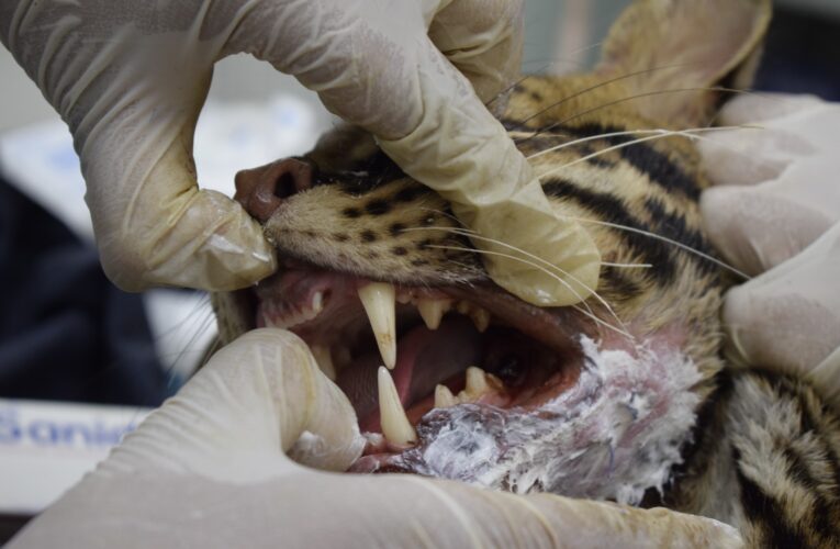 Veterinarios de Cortolima operaron con éxito a ocelote rescatada en Coyaima