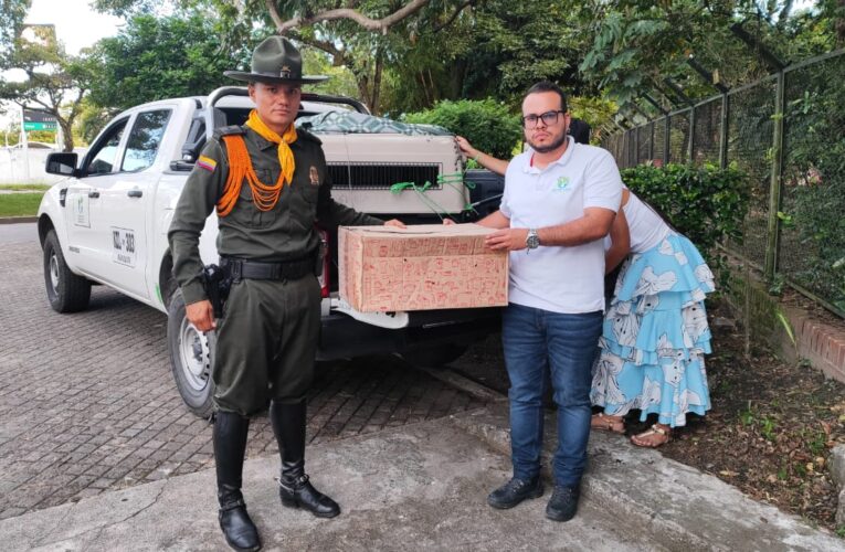 Cortolima, en articulación con la Policía, rescató ocelote herido en Coyaima