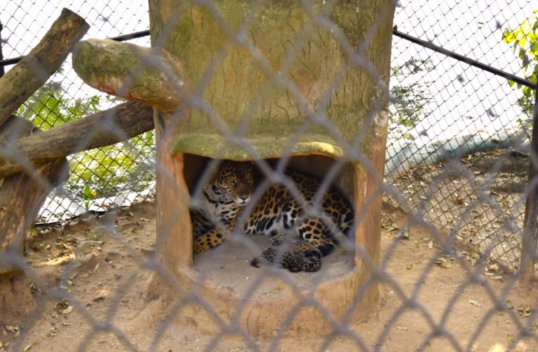 Tolima celebra el primer nacimiento de un jaguar en cautiverio, un hito en la conservación de la especie