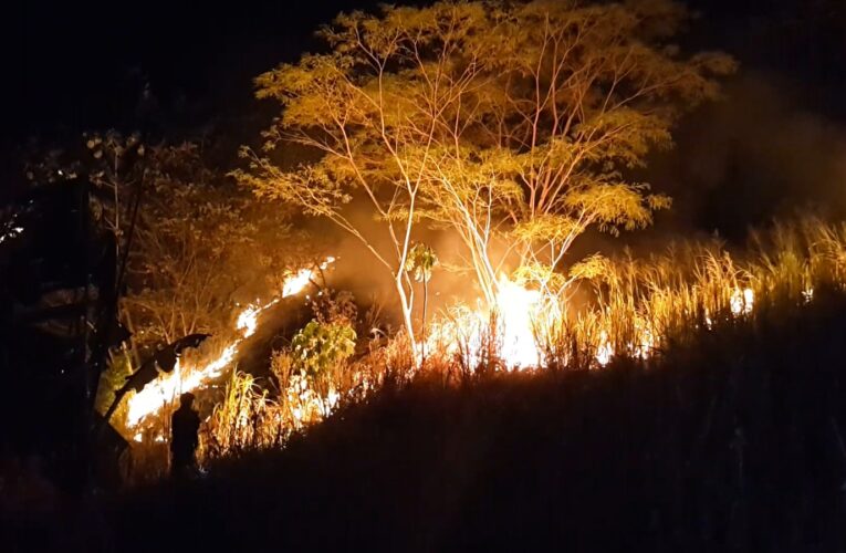 Fauna silvestre afectada por incendios es atendida por Cortolima