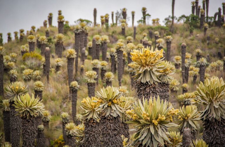 Conozca los puestos de control que tendrá Cortolima en la vía Murillo – Manizales en Semana Santa