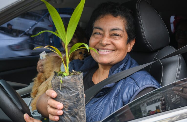 Cortolima entregará 10.000 plántulas de palma areca para el Domingo de Ramos