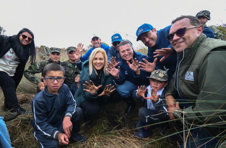 Corporaciones Autónomas Regionales impulsan la conservación de páramos con siembra de frailejones en Murillo