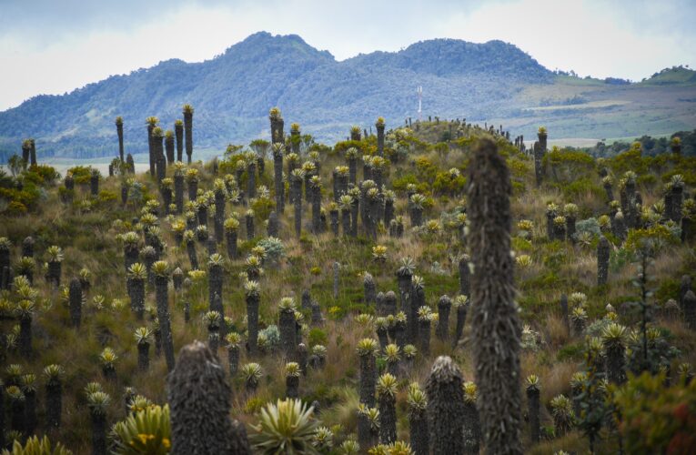 Con acciones de control, vigilancia y educación ambiental, Cortolima refuerza la protección de los páramos en el Tolima